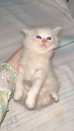 cat babies fir sale 1 month age