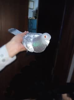 pigeon