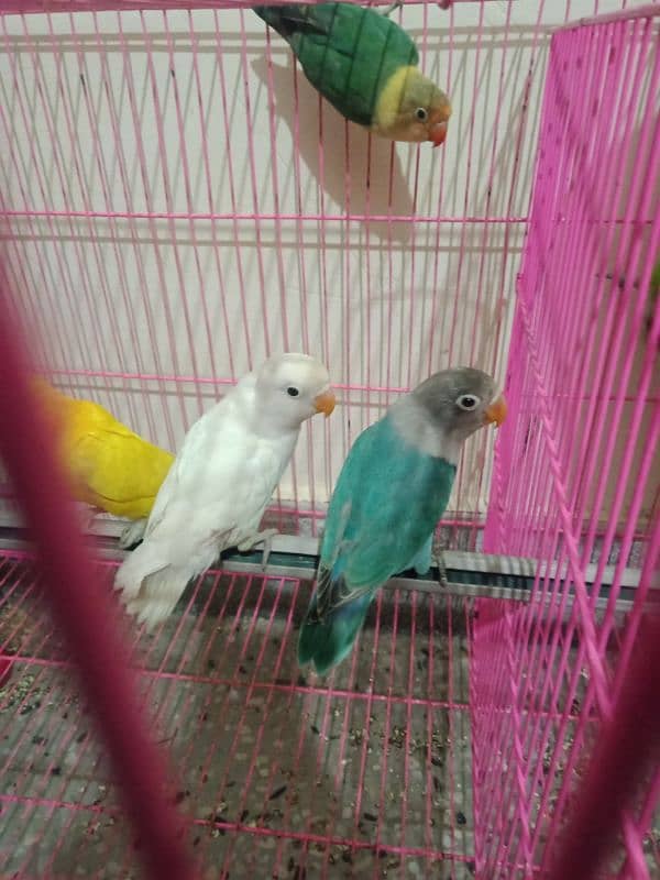 love bird s 5