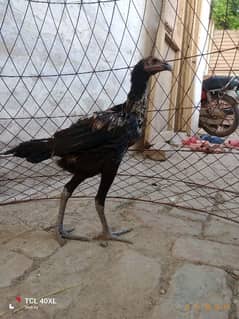 Thai dragon black skin or pakoya female. urgent sale .