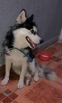 husky dog for urgent sale only serious log rbta kra