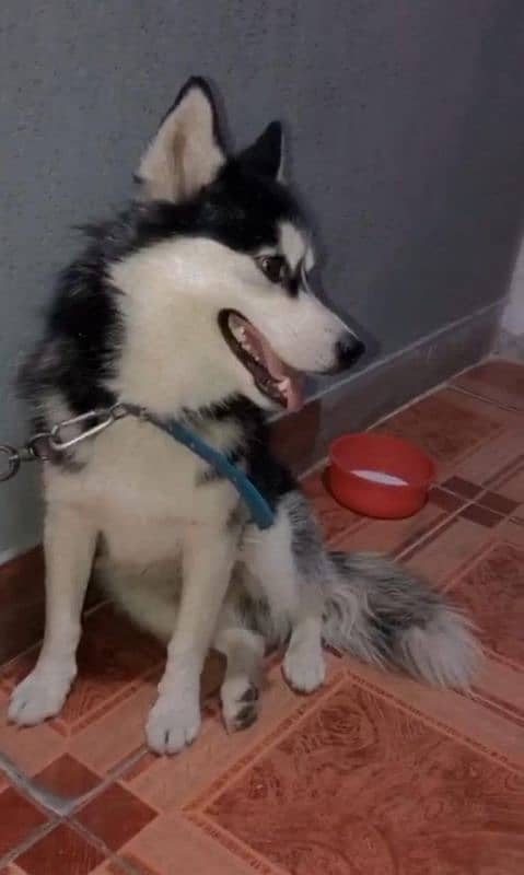 husky dog for urgent sale only serious log rbta kra 0