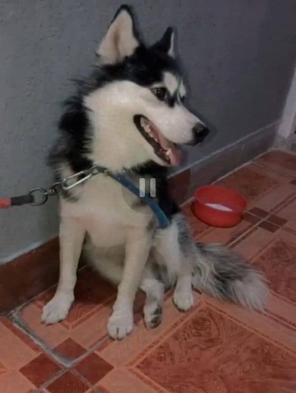 husky dog for urgent sale only serious log rbta kra 3