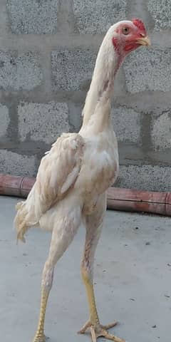 oshamo orgenal breed papar white male