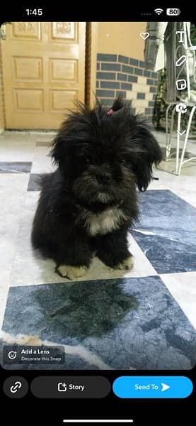 “Adorable Black Poodle Shih Tzu Puppies 1