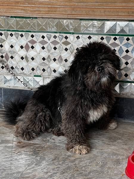 “Adorable Black Poodle Shih Tzu Puppies 3