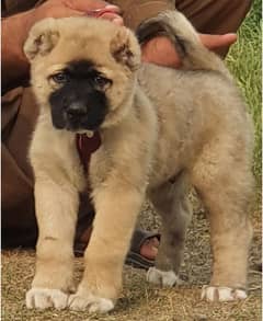 Kurdish Kangal security dog male 2 month for sale