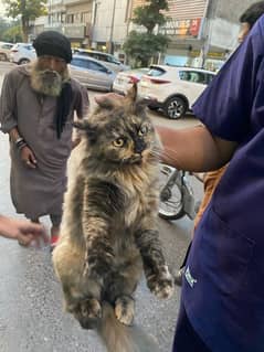 Playful and loving cat