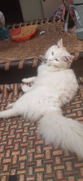 Persian cat 1