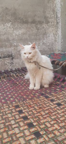 Persian cat 3