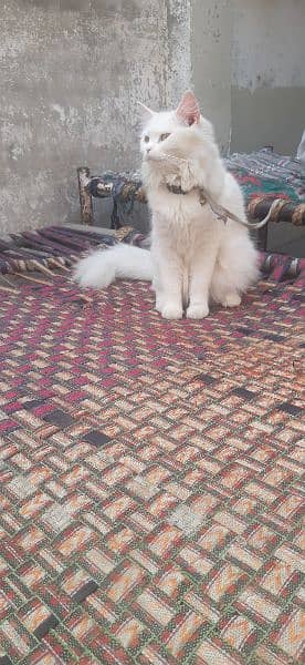 Persian cat 5