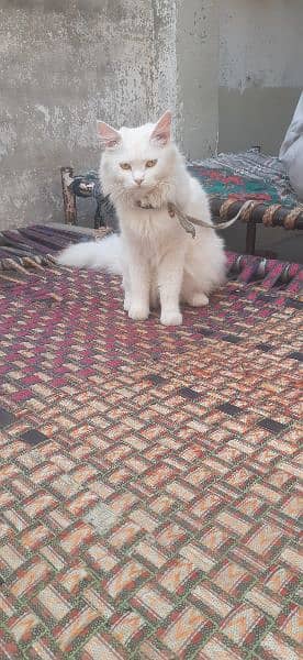 Persian cat 6