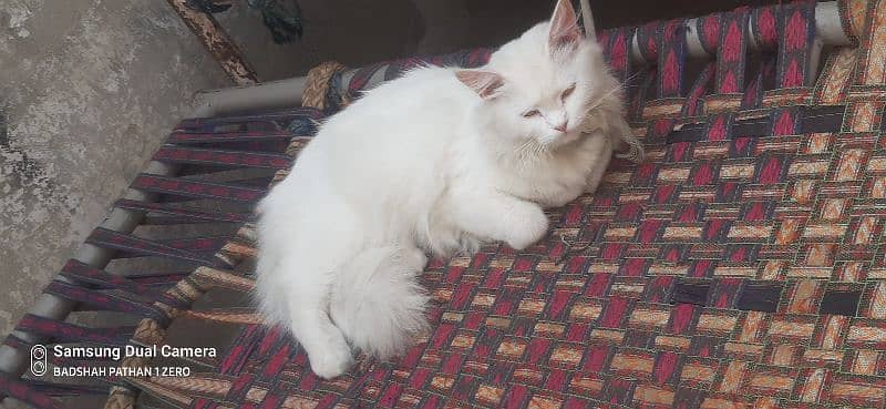 Persian cat 9