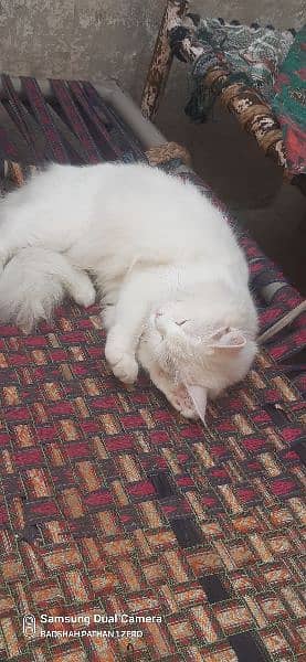 Persian cat 11