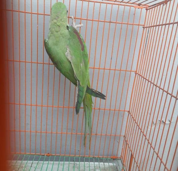 raw parrot for sale vaccine ok my WhatsApp number 03475940629 1