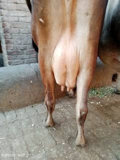 jarsy cow milk 16kg bht hi achi breed pehl sua pochy wchi  03224244050