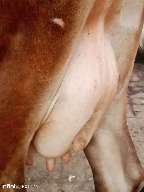 jarsy cow milk 16kg bht hi achi breed pehl sua pochy wchi  03224244050 1