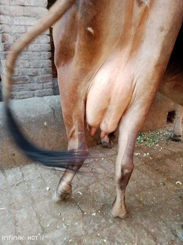 jarsy cow milk 16kg bht hi achi breed pehl sua pochy wchi  03224244050 2