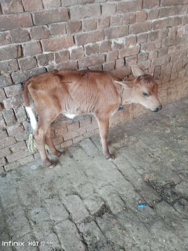 jarsy cow milk 16kg bht hi achi breed pehl sua pochy wchi  03224244050 4