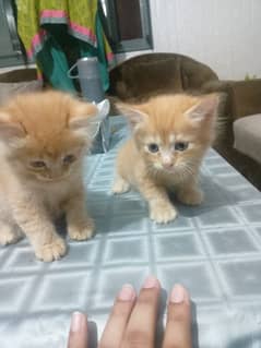 Persian kitten@Persian cat@Cat@Perisan cat@male cat@Family cat@perisan