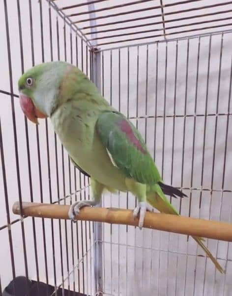 raw parrot for sale my WhatsApp number 03475940629 0