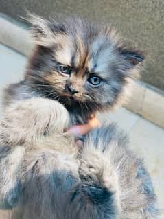 Persian kittens pair age 43 days