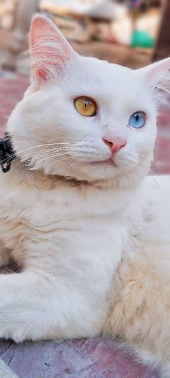 White cat male eye color is different