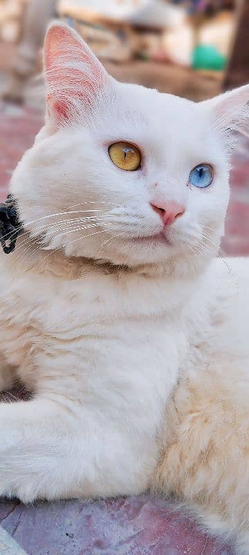 White cat male eye color is different 0