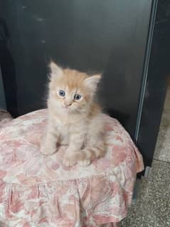 Kitten@Persian cat@Persianmalecat@Cat@Persian kitten@shinnyeye@perisan