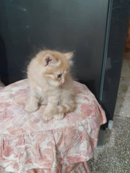 Kitten@Persian cat@Persianmalecat@Cat@Persian kitten@shinnyeye@perisan 2