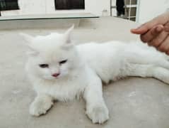 Persian Cat for sale