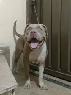 pitbull male