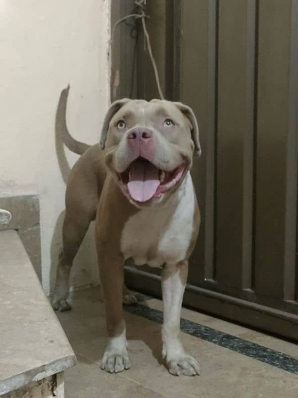 pitbull male 0