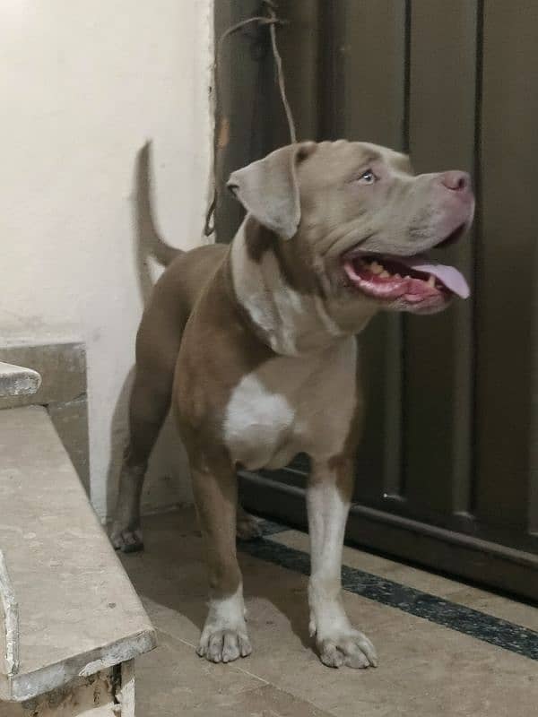 pitbull male 1