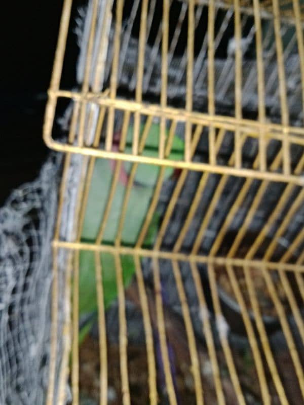 Parrot 1