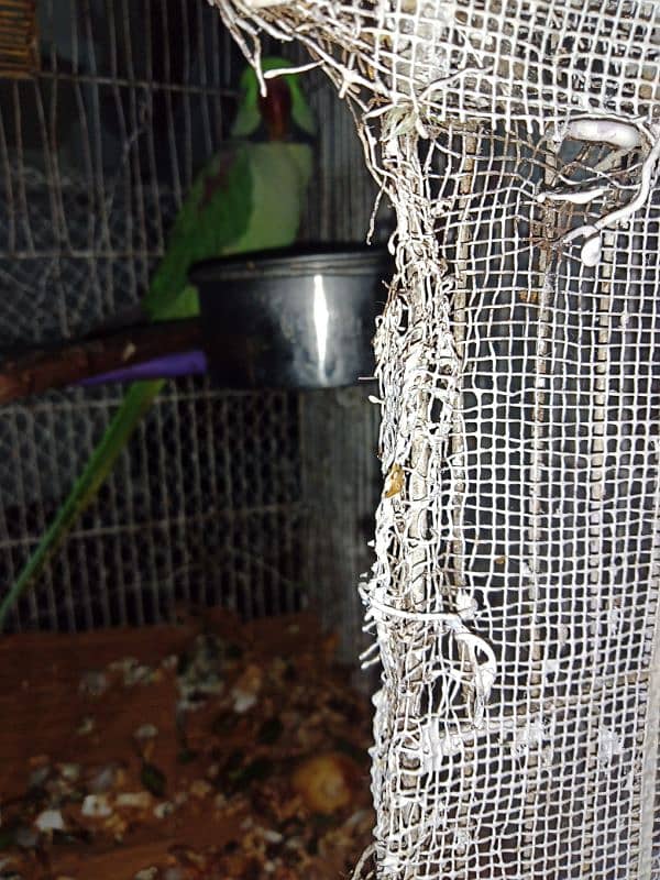 Parrot 3