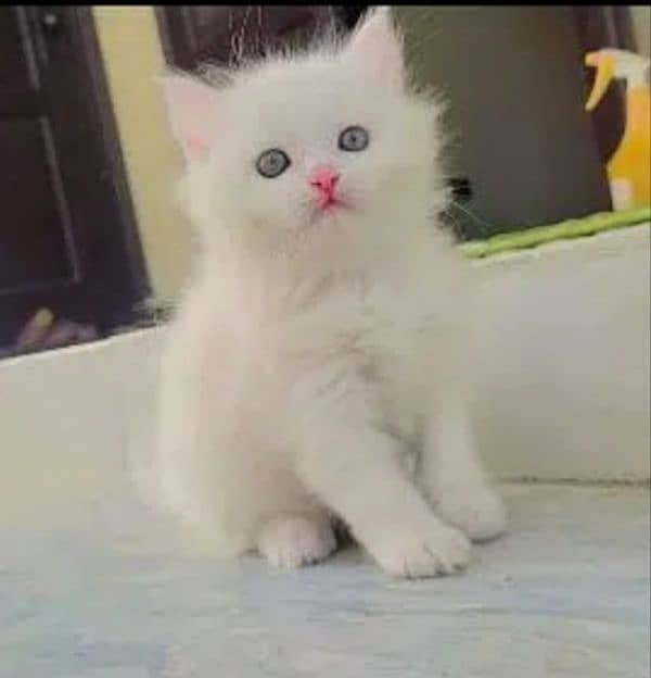 Persian kittens | triple Coated | Punch Face kittens For Sale 0