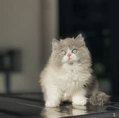 high quality kitten|Punch face Kittens|persian cat|cute|tripple|fluffy