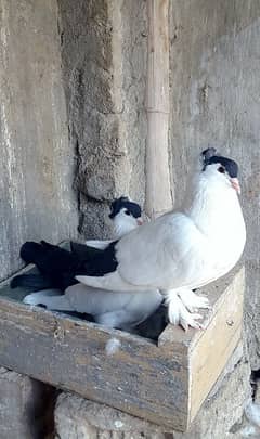 Helmet pigeon & Danish pigeon