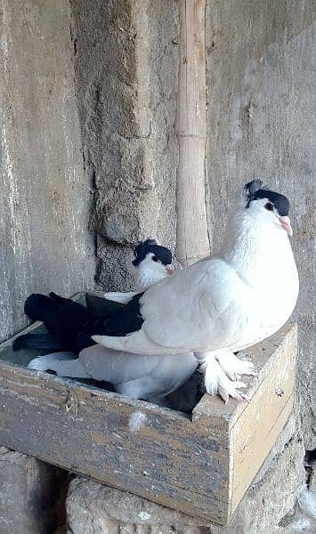 Helmet pigeon & Danish pigeon 0