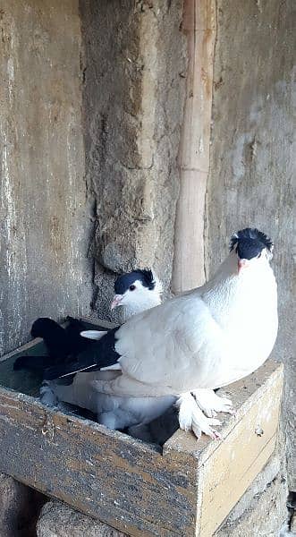 Helmet pigeon & Danish pigeon 1