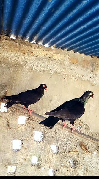 Helmet pigeon & Danish pigeon 2