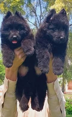 Garman shepherd puppies for sale 03287576736 call wahtasp