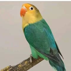 Parblue Split Ino Female Bird Exchange with Male