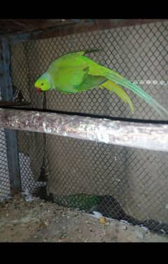 TOP QUALITY RINGNECK PARROT 1 MALE'S JOMBOW SIZE