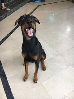 Doberman Male exchange possible