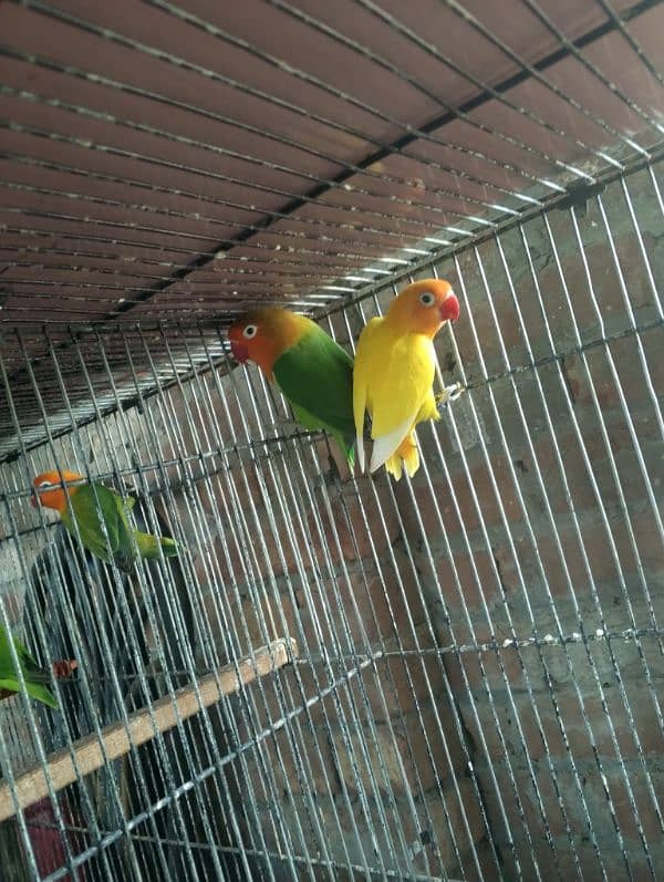 LoveBirds 1