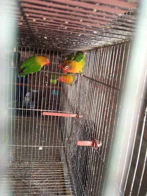 LoveBirds 4