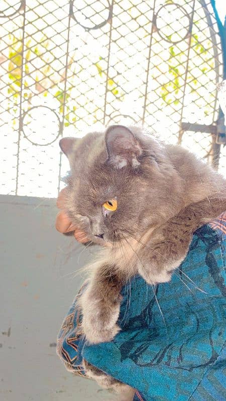 Persian grey cat available 3