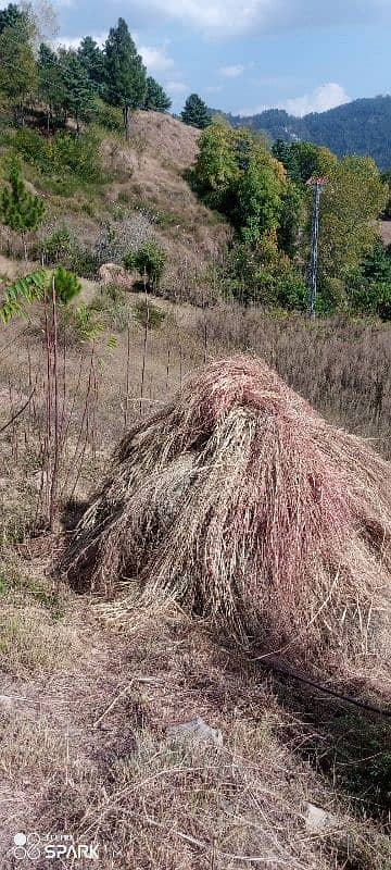 high quality grass for sale 2